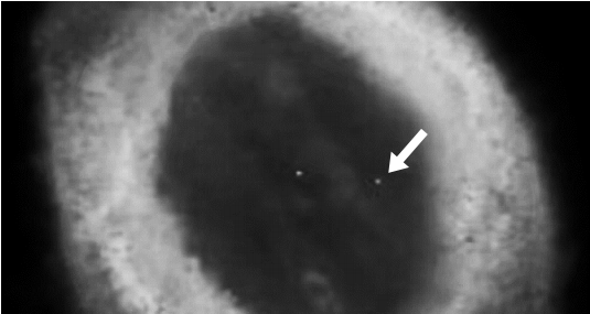 爱好者拍摄的环状星云M57的光学照片。