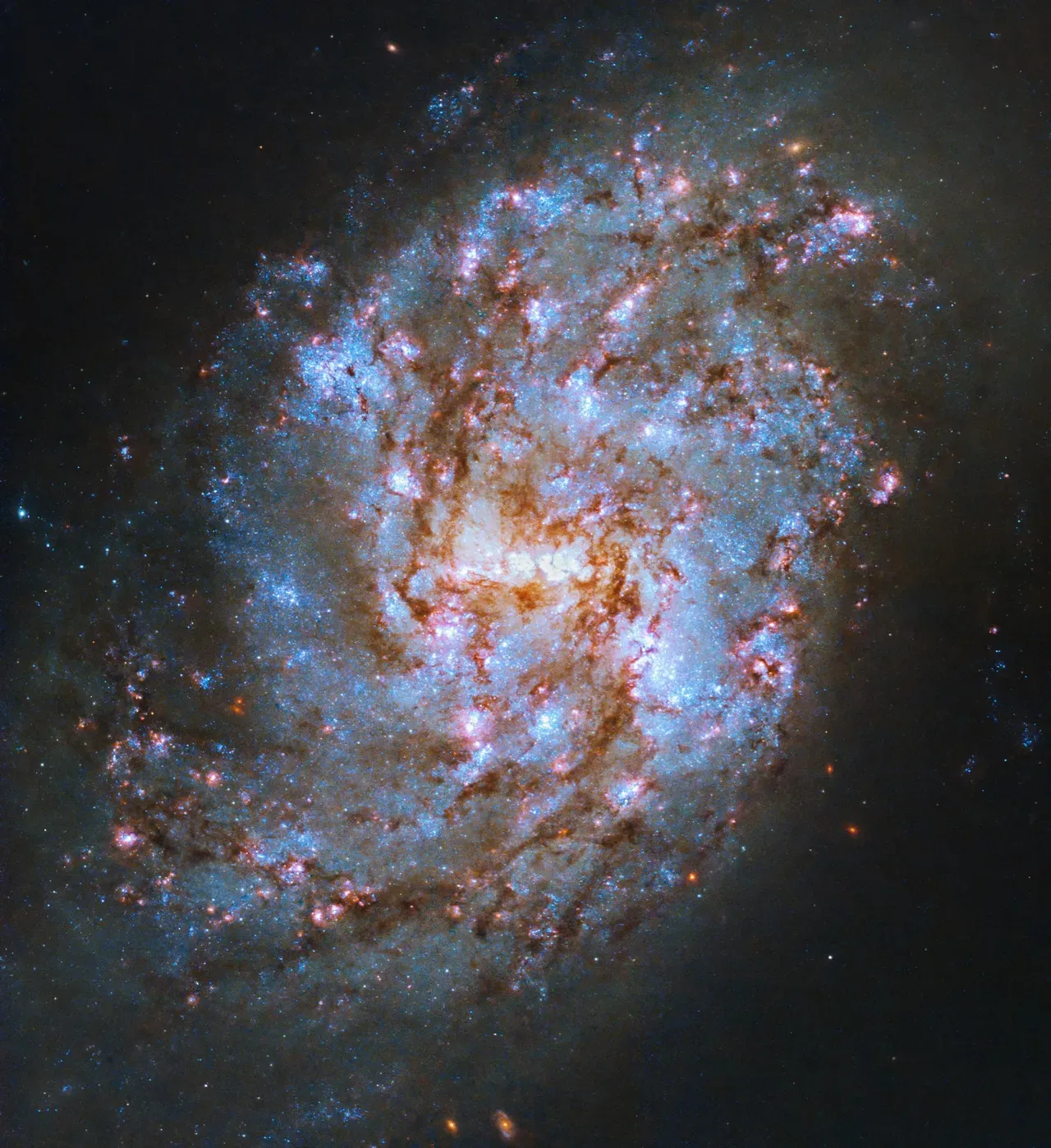 这张由哈勃太空望远镜所拍摄的影像，显示在蛇状棒旋星系NGC 1087的悬臂中，有许多年轻和古老的恒星。This Hubble Space Telescope image features the snake-like spiral galaxy NGC 1087, whose swirling arms host new and old stars. (Image credit: NASA's Hubble Space Telescope, ESA, R. Chandar (University of Toledo), and J. Lee (Space Telescope Science Institute); Processing: Gladys Kober (NASA/Catholic University of America))