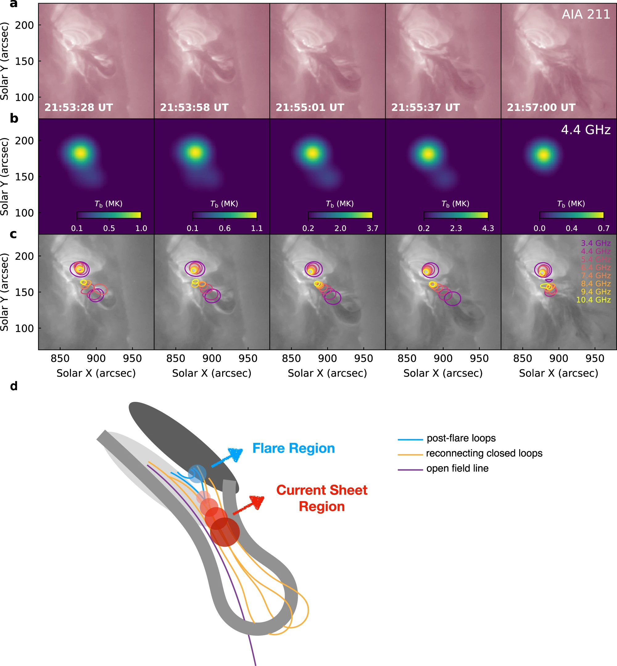 研究团队提出的准周期脉动形成机制。灰色的宽曲线代表爆发的丝状物，金色和紫色的覆盖场代表上覆磁场。较浅和较深的灰色椭圆分别代表磁场的正极性和负极性。从较浅到较深，圆形的蓝色和红色代表在耀斑环流和重新连接的CS区域分别位于强和弱微波源。来源：NATURE